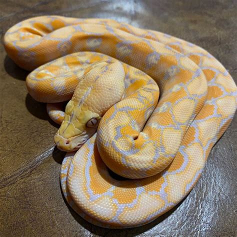 Image result for Normal Lavender Reticulated Python