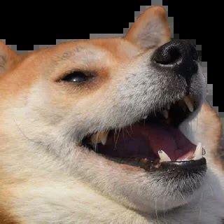 Image result for Telegram Sticker Doge