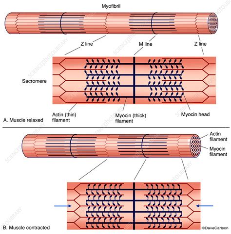 Toradh íomhá ar Muscle Contraction Concept Map