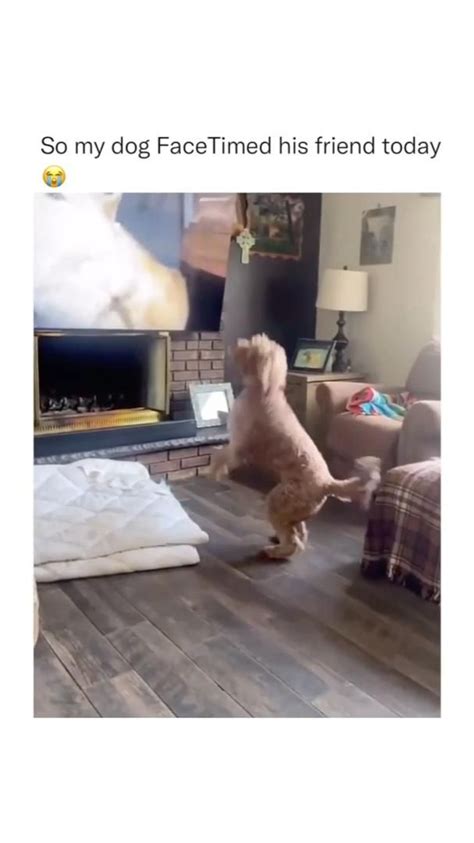 Image result for Dogs On a Video Call Meme