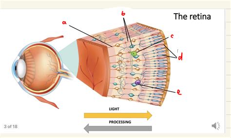 Image result for Visual Processing