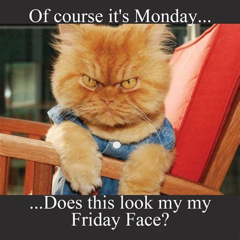 Image result for Funny Monday Humor