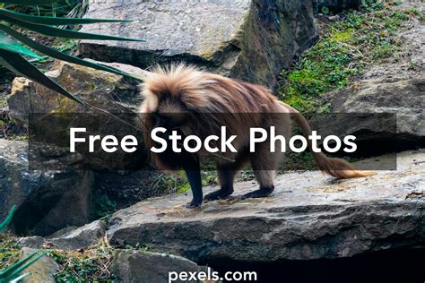 Image result for Python Zoo Enclosure