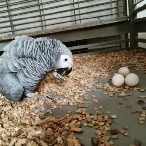 Afbeeldingsresultaten voor Quaker Parrot Eggs