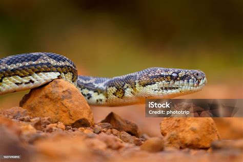 Toradh íomhá ar Pythonidae Animal