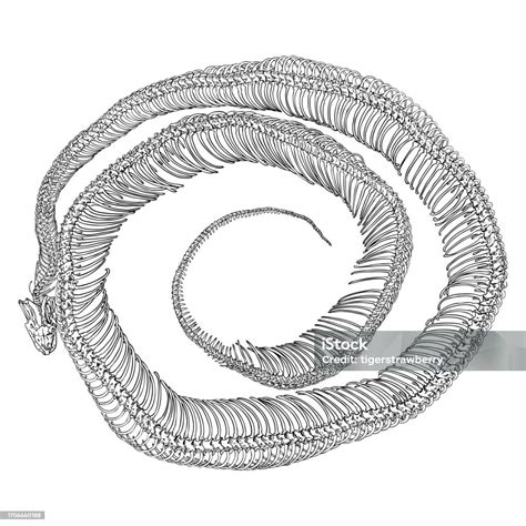 Image result for Python Snake Skeleton