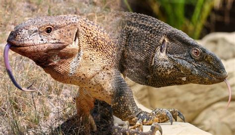 Image result for Largest Monitor Lizard