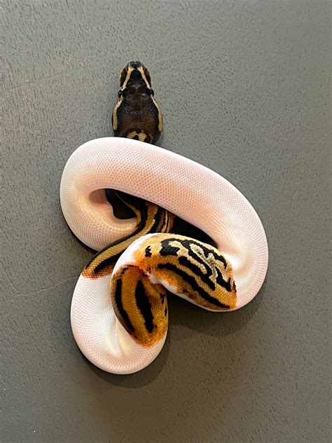 Toradh íomhá ar Pied Ball Python Drawing