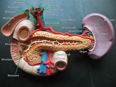 Image result for Digestive System Model Labeled