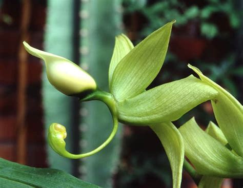 Image result for Pollination of Orchid Diagram