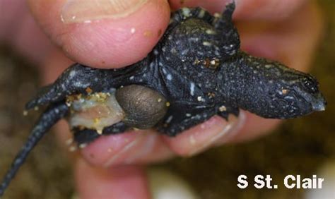 Afbeeldingsresultaten voor snapping turtle eggs