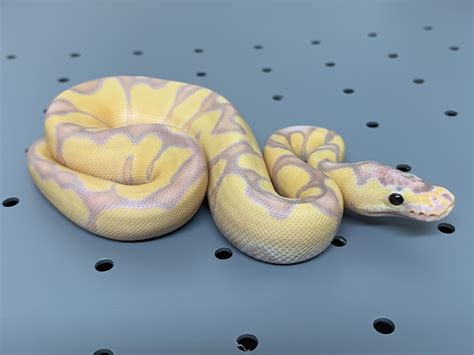 Toradh íomhá ar Butterfly Clown Ball Python