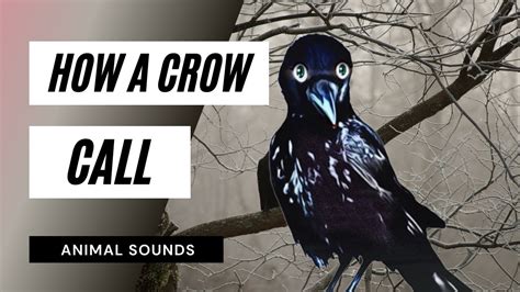 Crow Sounds Different に対する画像結果