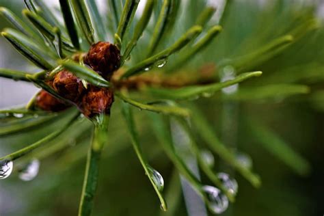 Image result for Potted Christmas Tree 4Ft Tall