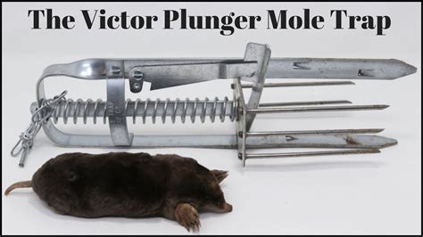 Image result for How to Use Mole Traps