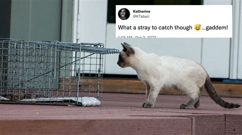 Cat Catching String Meme に対する画像結果