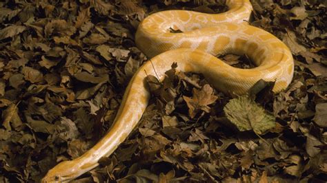 Toradh íomhá ar Python 6 Meter