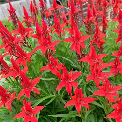 Image result for Cardinal Flower Information