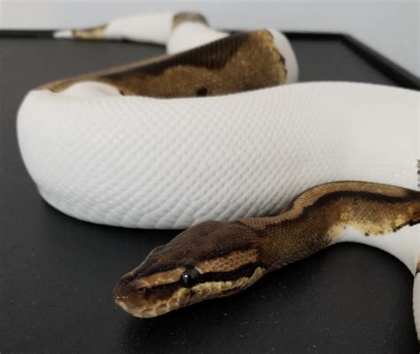 Image result for Ball Python Morph Pi