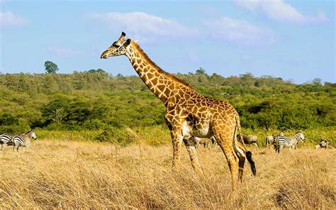 Giraffe Habitat and Distribution - Giraffe Facts and Information