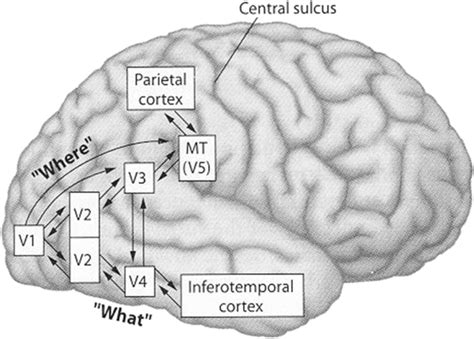 Visual Processing Path に対する画像結果