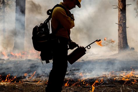 Image result for Controlled Heath Fire