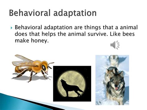 Image result for Behavioral Adaptation Examples