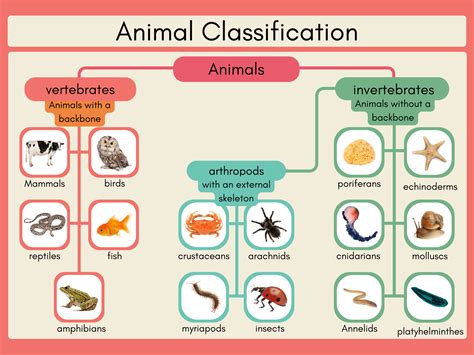 Image result for Vertebrate Classification