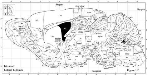 Mouse Brain Map Visual Cortex ಗಾಗಿ ಇಮೇಜ್ ಫಲಿತಾಂಶ