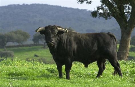 Toradh íomhá ar Toro TimeCutter Won't Crank Over