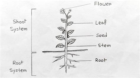 Image result for Simple Diagram of Plant