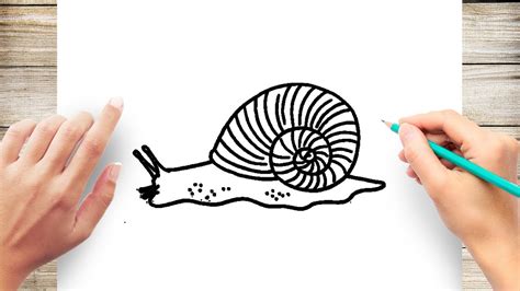Snail Shell Line Drawing に対する画像結果