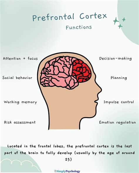 Image result for Human Brain Prefrontal Cortex