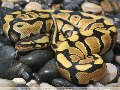 Afbeeldingsresultaten voor Cute Animated Ball Python Computer Backgrounds