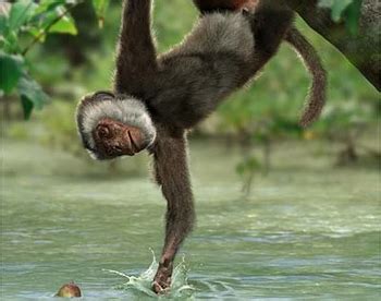 Image result for Apidium