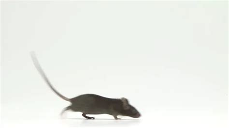 Mouse Running Around に対する画像結果