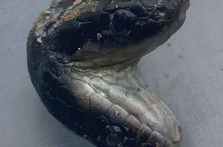 Image result for Two-Headed Baby Snake