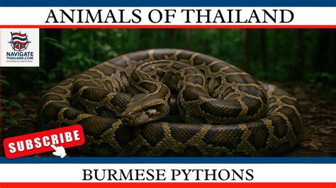 Burmese Python Nutrients に対する画像結果