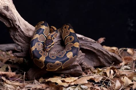 Image result for Wall Ball Python