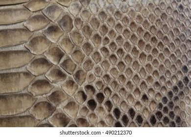 Desert Python Skin に対する画像結果