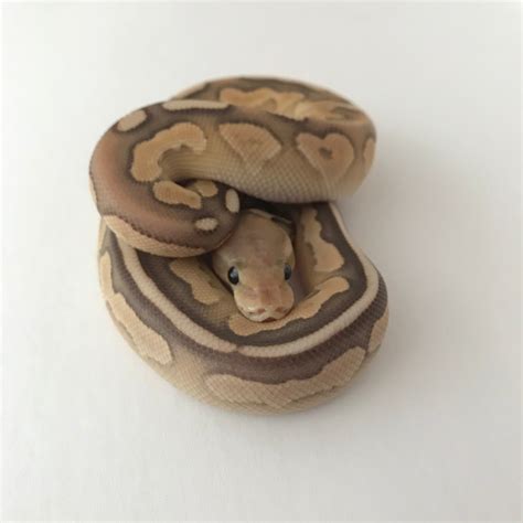 Banana Butter Lesser Ball Python に対する画像結果