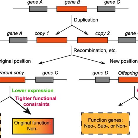 Toradh íomhá ar Formation of Copy Number Variation