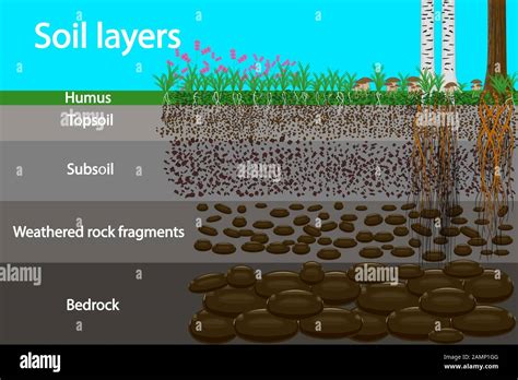 Image result for Humus in Soil Humification