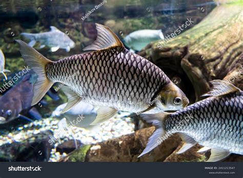 Image result for Carp Fish in Water