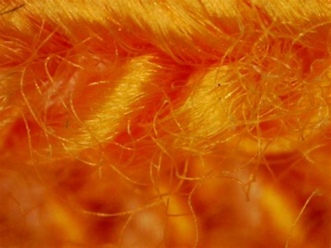 Image result for Digital Microscope Light Source