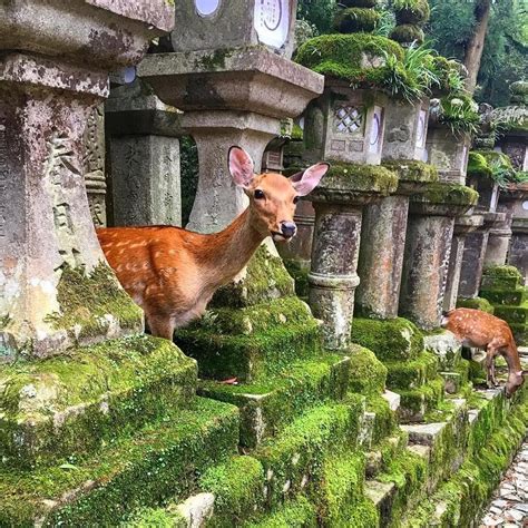 Image result for Nara Japan Deer Map