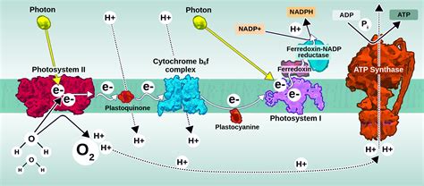 Visual Representation of Electron Transport Chain に対する画像結果
