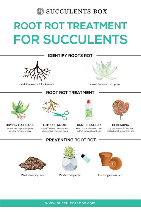 Image result for How to Treat Root Rot