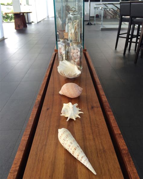 Image result for Hawaii Shells