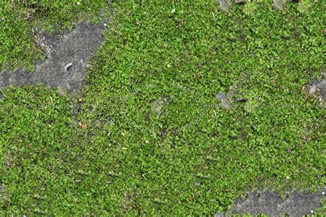 Image result for Moss Texture